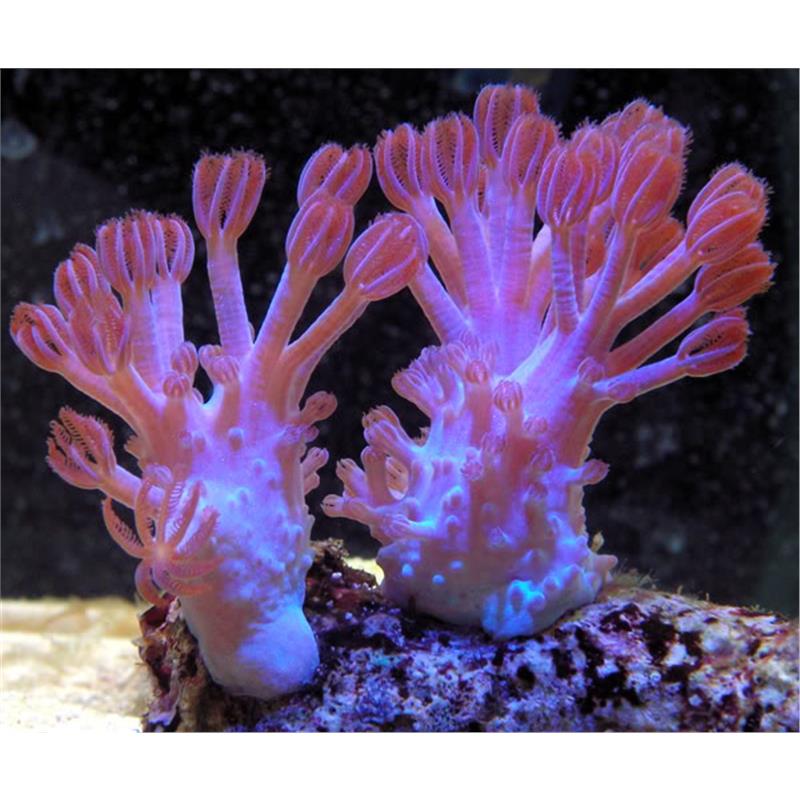 Xenia sp. long blue - Frag - imagine 4